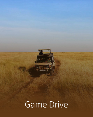 game-drive-100